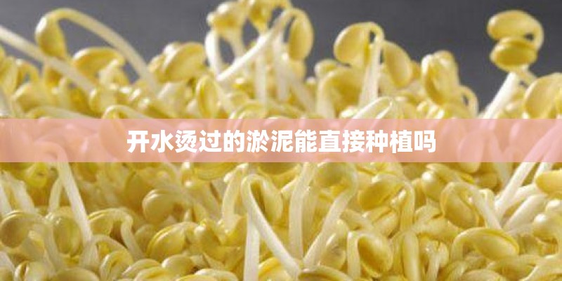 开水烫过的淤泥能直接种植吗
