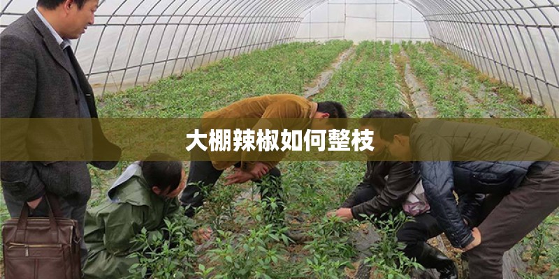 大棚辣椒如何整枝
