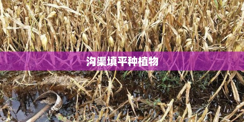 沟渠填平种植物