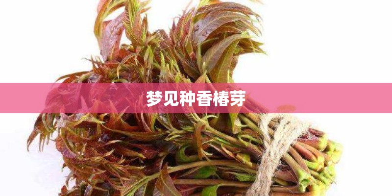 梦见种香椿芽