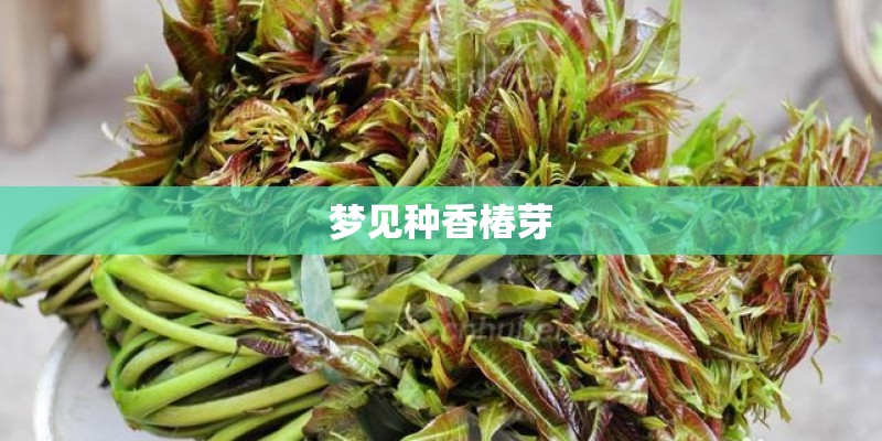 梦见种香椿芽