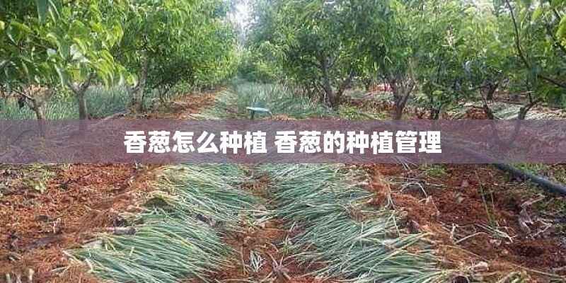 香葱怎么种植 香葱的种植管理