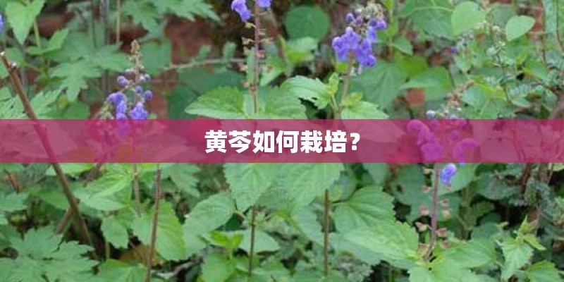 黄芩如何栽培？